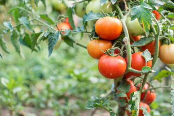 tomato. tomatoes ripen in the garden. eco food. homemade grown food. vegetarian products. fresh vegetables. cherry tomato.