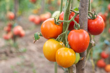 tomato. tomatoes ripen in the garden. eco food. homemade grown food. vegetarian products. fresh vegetables. cherry tomato.