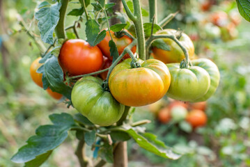 tomato. tomatoes ripen in the garden. eco food. homemade grown food. vegetarian products. fresh vegetables. cherry tomato.