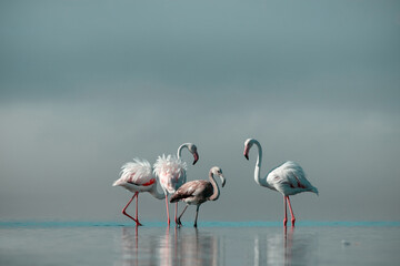 Wild african birds.  Flock of pink african flamingos  walking around the blue lagoon on the background of bright sky on a sunny day.
