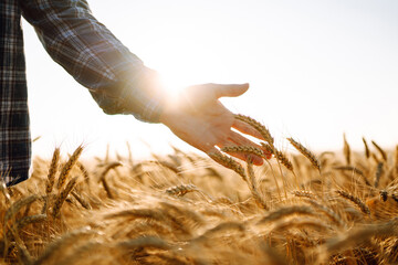 Farmers hand touches the ear of wheat at sunset. The agriculturist inspects a field of ripe wheat....