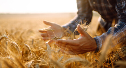 Farmers hand touches the ear of wheat at sunset. The agriculturist inspects a field of ripe wheat. Agriculture and harvesting concept.