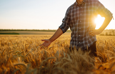 Farmers hand touches the ear of wheat at sunset. The agriculturist inspects a field of ripe wheat. Agriculture and harvesting concept.
