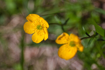 wild plants, wild flowers, 夏の高山の山野草