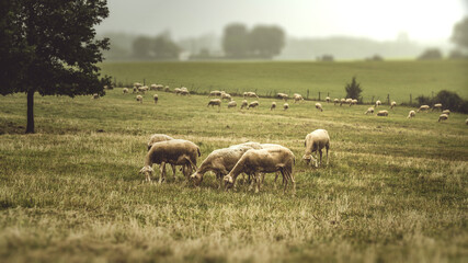 Sheeps France