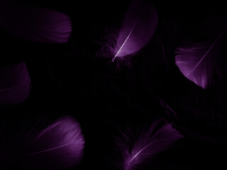 Obraz premium Beautiful abstract purple feathers on black background, black feather texture on dark pattern and purple background, colorful feather wallpaper, love theme, valentines day, dark texture