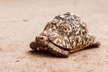 The leopard tortoise or turtle close up © Maria Shchipakina
