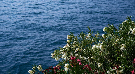 Beautiful pink and white oleander with the sea on background