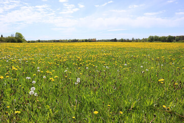 Blooming dandelion meadow field with colourful yellow flowers, green grass and light blue sky.