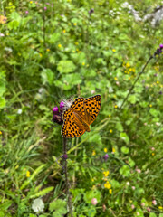 Argynnis paphia Kaisermantel auf einer Blume
