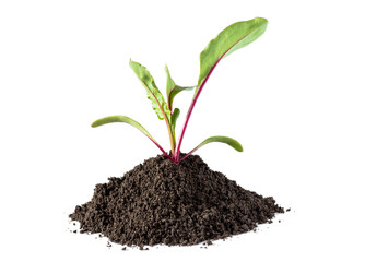 Baby beetroot sprout ready to plant isolated on white background