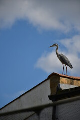 heron on roof
