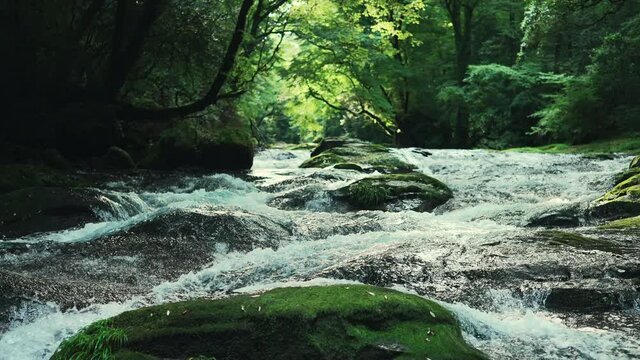 清流 きれいな水（熊本県菊池渓谷）