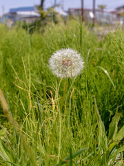 Dandelion in the grass