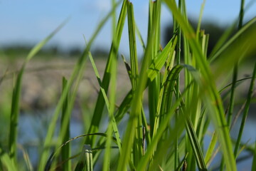 green grass background