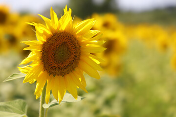 Fototapeta premium Large sunflower on farm field illuminated by warm sunlight . Summer background as healthy lifestyle concept, natural food advertisement. 