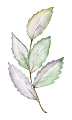 Watercolor botanical decorative illustration for wedding invitation card.Foliage blooming.Spring Green twigs and leaves watercolor  set of watercolor green plants. Delicate twigs and leaves on a white