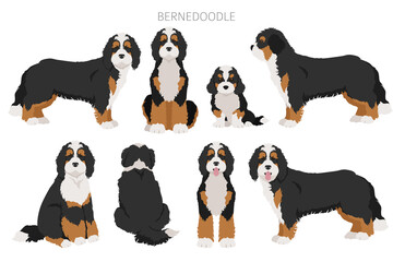 Bernedoodle mix breed clipart. Different coat colors and poses set