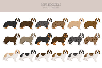Bernedoodle mix breed clipart. Different coat colors and poses set