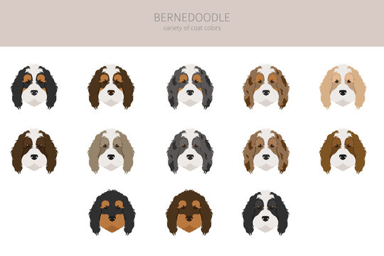 Bernedoodle mix breed clipart. Different coat colors and poses set
