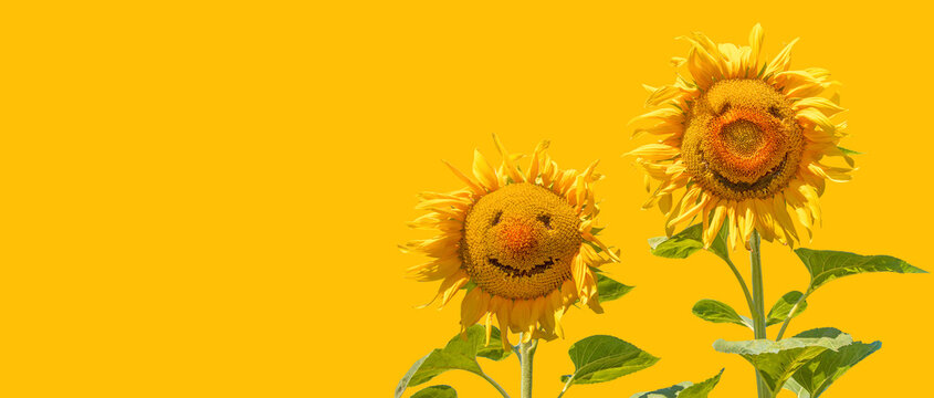 Funny of smiling sunflowers isolated on yellow background as concept healthy lifestyle and carefree mood for advertising banner, poster, label, greeting card, invitation, sticker, etc.
