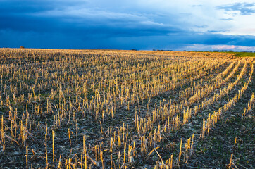 View of corn stovers which consists of the leaves, stalks, and cobs of maize. plants left in a field after harvest