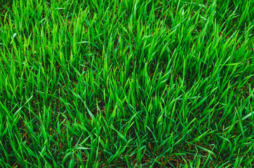 Young wheat crop in a field. Crops of winter wheat. Rows of young sprouts of wheat. Green grass on the field.