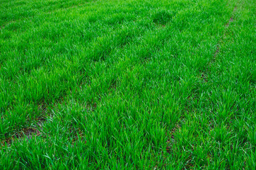 Good crops of winter wheat in the spring farm field