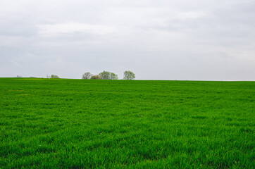 Obraz premium Young winter wheat grows in a field. Growing wheat in the field