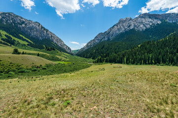 Obraz premium alpine meadow in the mountains