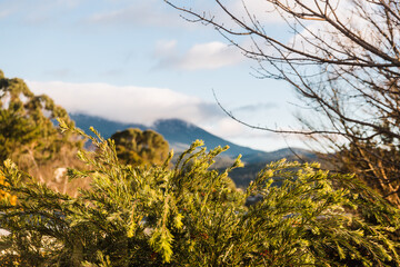 bottlebrush callistemon tree and clouds rolling over the mountains shot in Tasmania, Australia