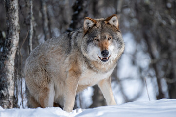 Gray wolf in winter