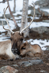 Reindeer mother and here calf.