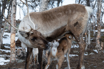 Reindeer mother who feeds the calf.