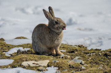 Naklejka premium Rabbits yawned in the snow