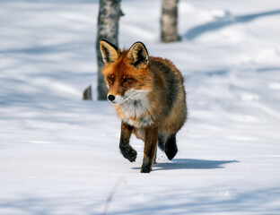 Fox walking in the snow