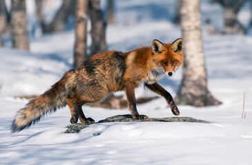 Fox posing in the snow