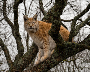 Lynx in the tree