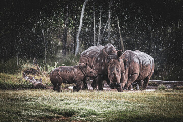 Rhinos in the rain