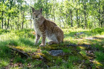 Gordijnen Lynx sitting in the woods © BjrnOlaSveen