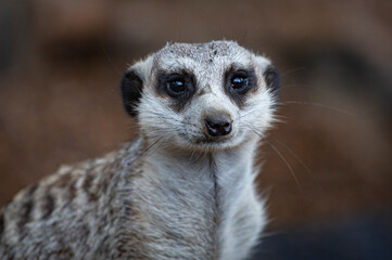 Meerkat 1