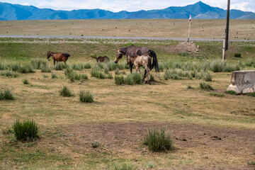 herd of horses