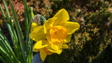 Obraz premium Żółty kwiat