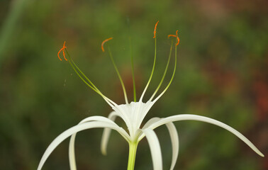 White flowers of Hymenocallis, spider lily, natural macro floral background