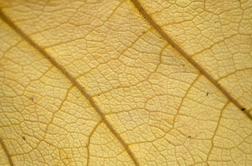 Naklejka na ściany i meble dead yellow leaf texture with veins and dark patches, natural macro background 