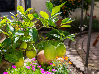 Small lemon tree with ripening fruits in a German garden.
