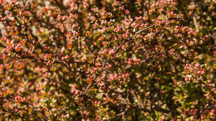 Naturalne czerwone tło