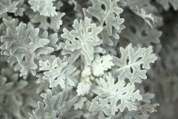 natural macro floral background with silver leaves of Jacobaea maritima, commonly known as silver ragwort
