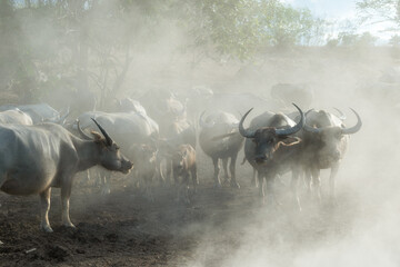 Many buffalo herds in the southern provinces of Thailand.