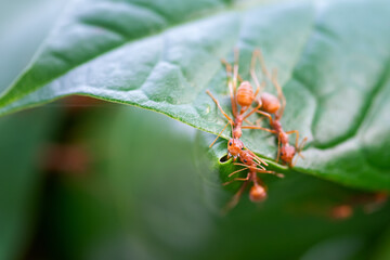 Closeup Red ants build their nests on green leaves.